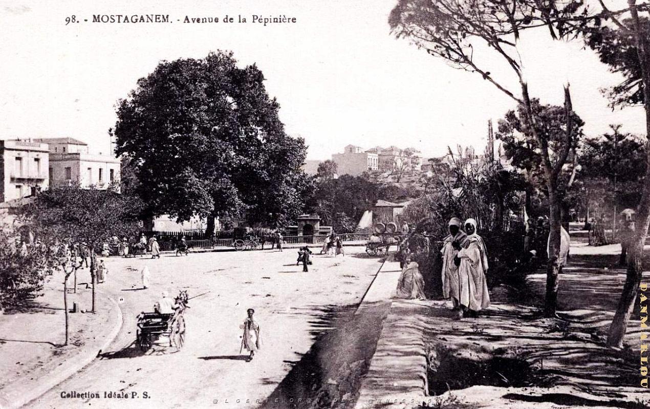 2964- Mostaganem - Avenue de la Pepiniere.jpg